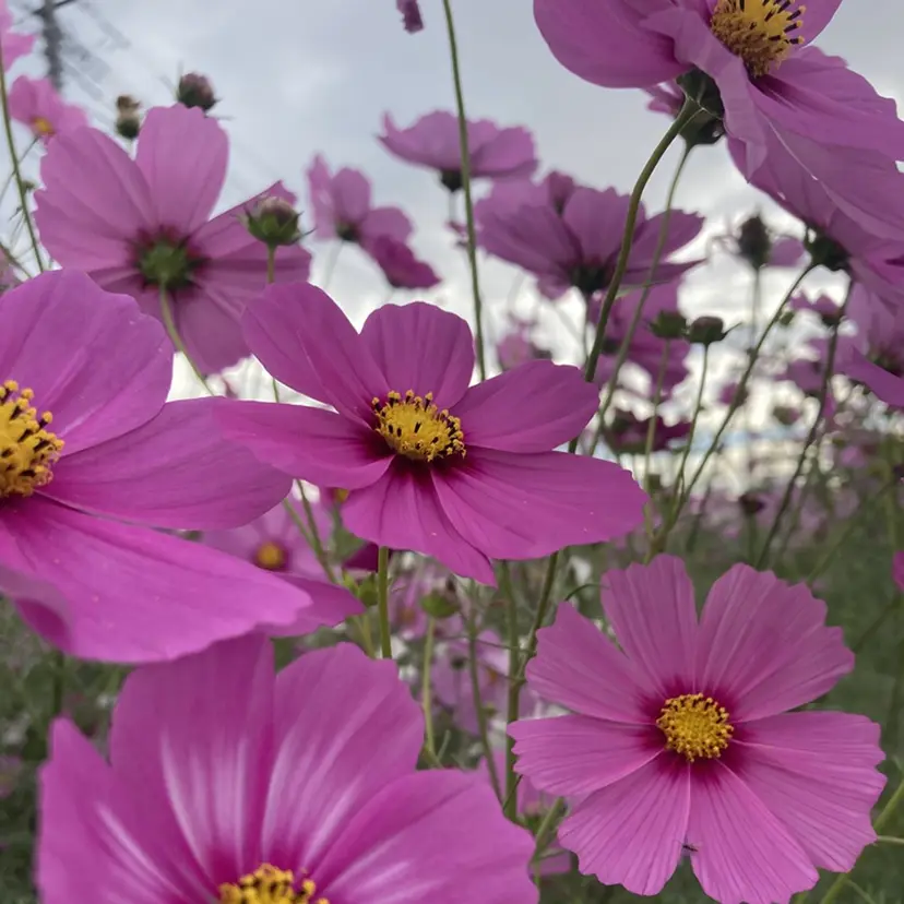 かおる KAORUの掲載
