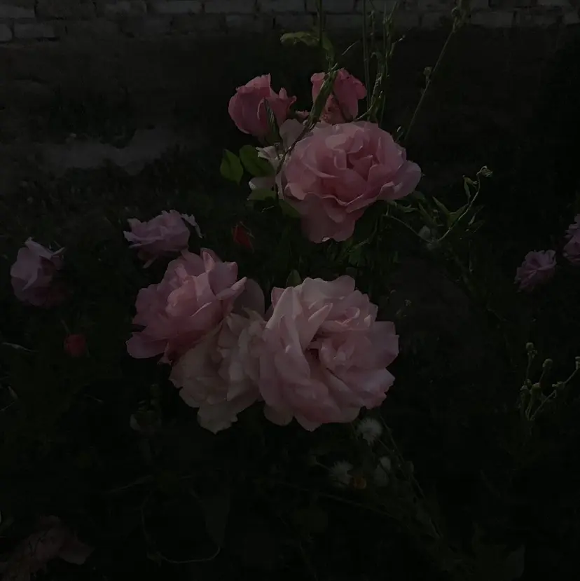 奥寺 沙菜の掲載