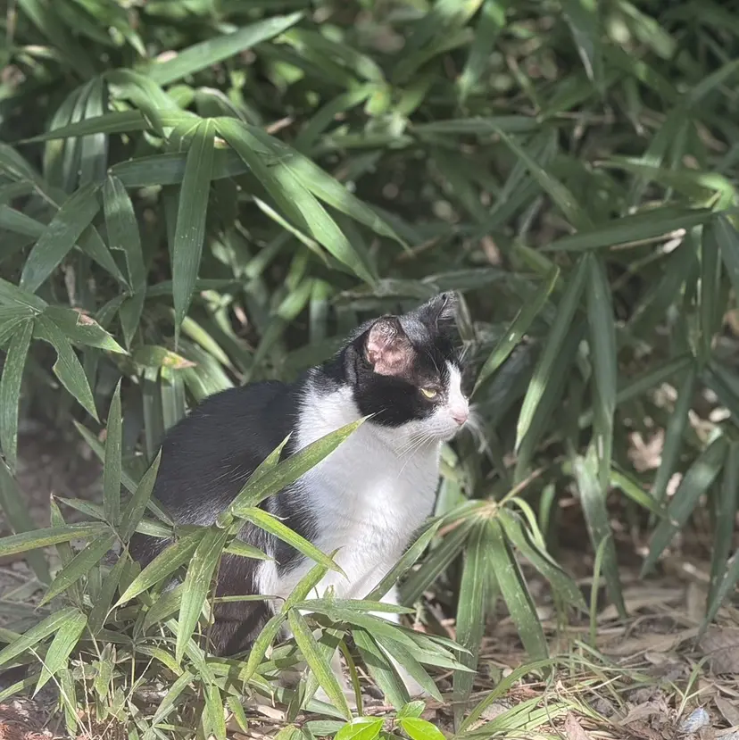 スガワラ マキの掲載