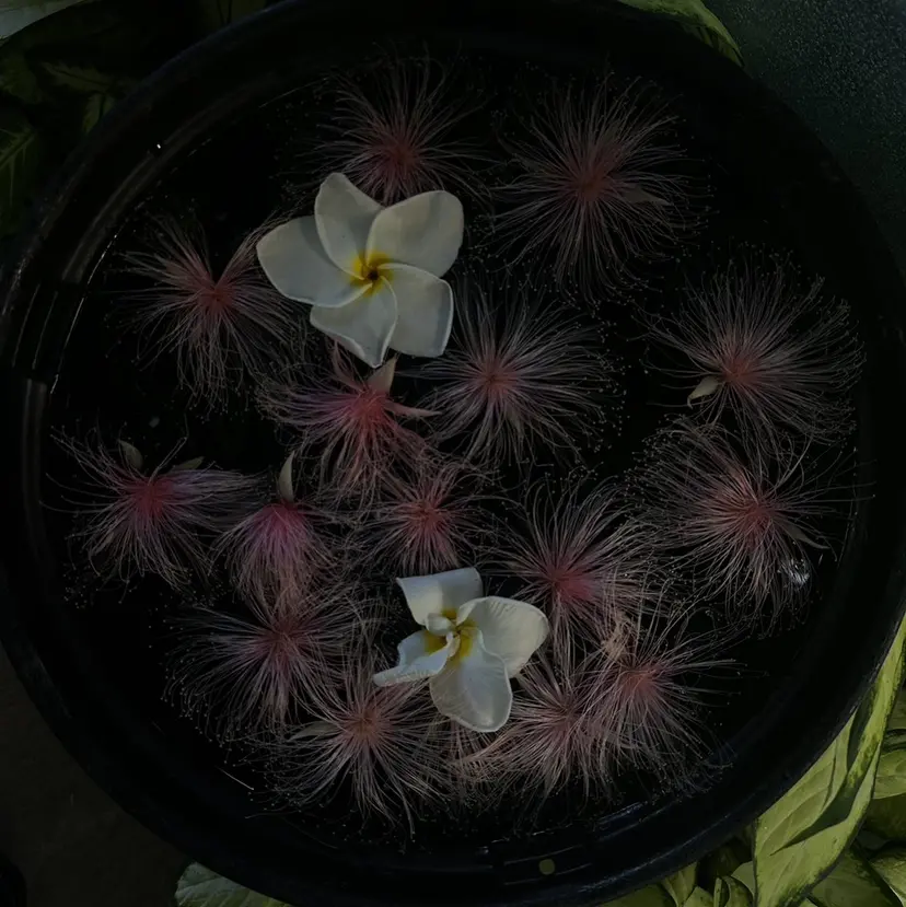 表参道 夏カラー/嵐士の掲載