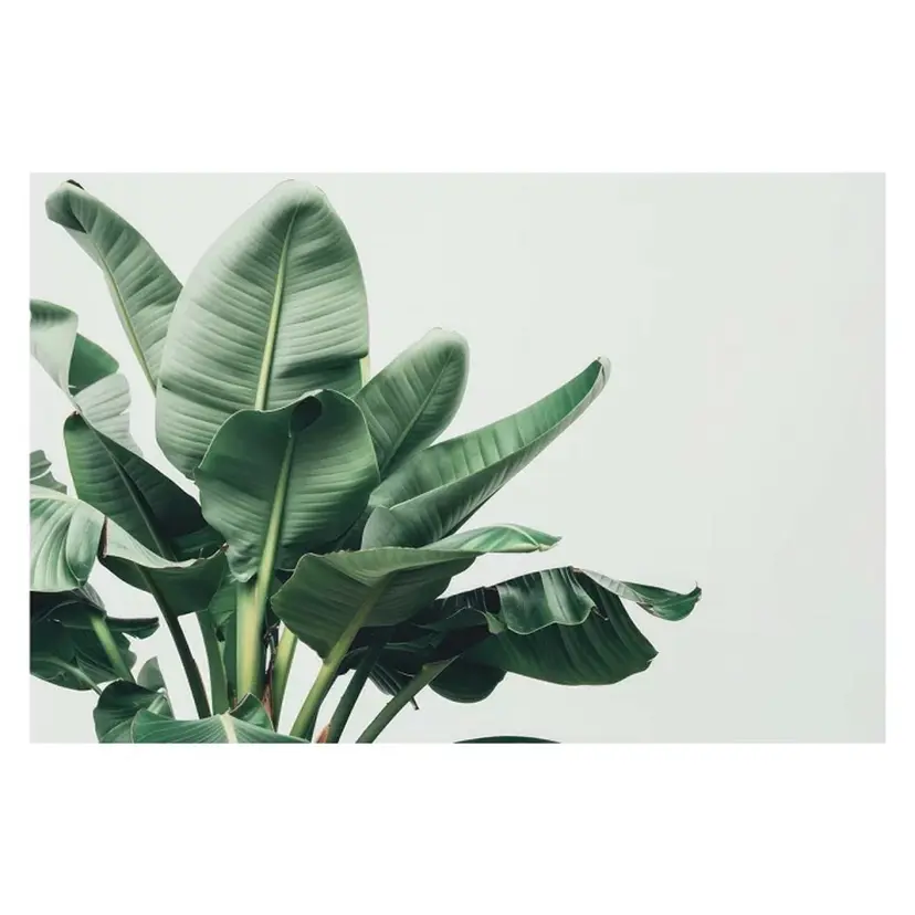 POLA NATURUの掲載