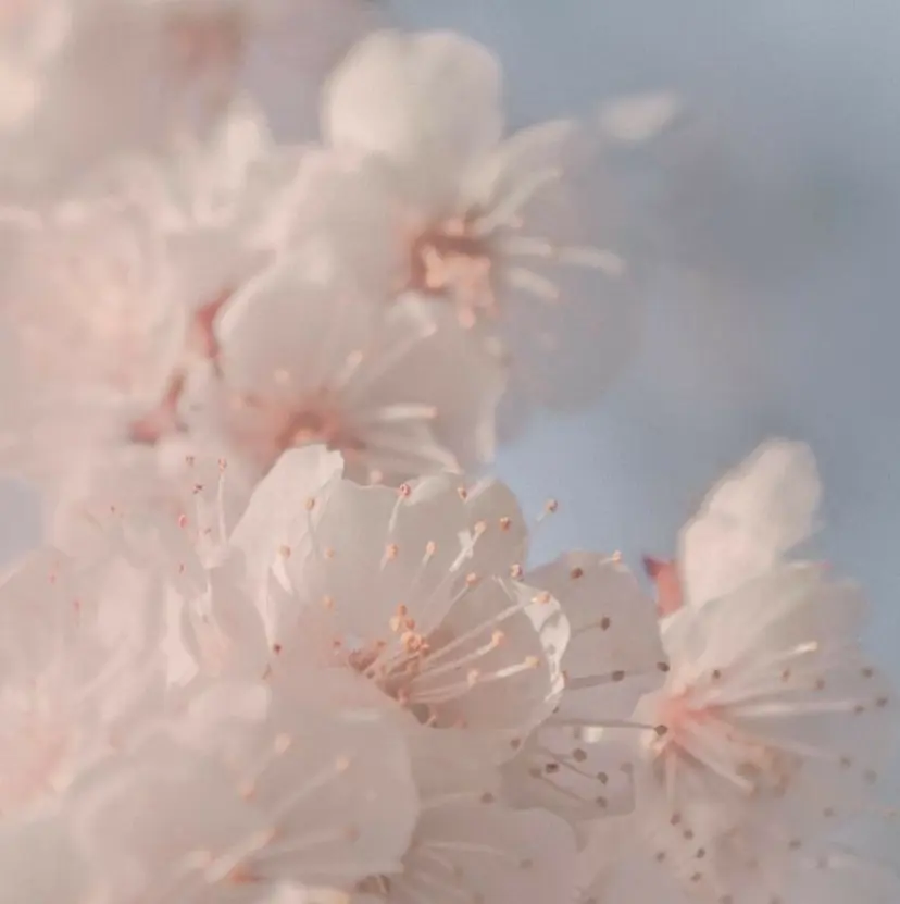 Sakurablow 天王寺藤田の掲載