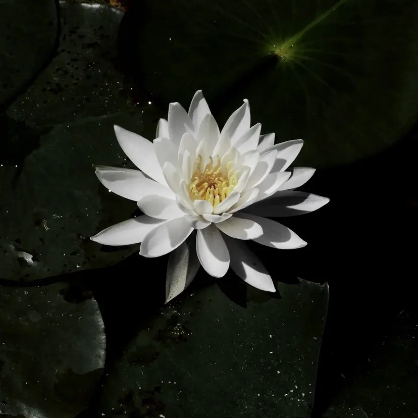 Tohji ⠀の掲載