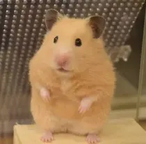 酸性ストレート/ 髪質改善/イソヤトモのプロフィール画像