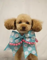 tsuzuki shihoのプロフィール画像