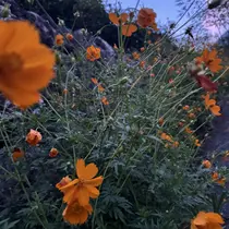 雲の上のヒツジ達 久米　森田のプロフィール画像