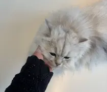 末永 紗英のプロフィール画像