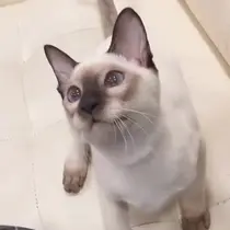 安原 百愛のプロフィール画像