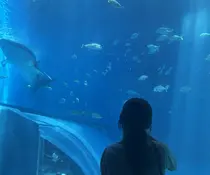 ACCOLE Yuzuのプロフィール画像