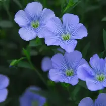 マリーテレジア NODAのプロフィール画像