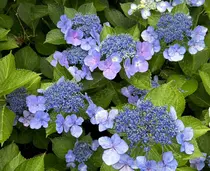 カワイイ保証🤍🪄 haruka.nのプロフィール画像