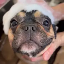 Saki 🐾のプロフィール画像