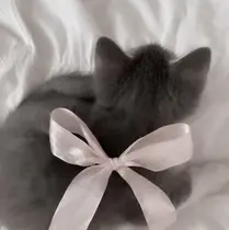 etora Shibuya🪽のプロフィール画像