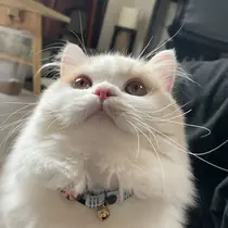 Aole'a 美優七のプロフィール画像