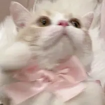 etora 目黒🪽のプロフィール画像