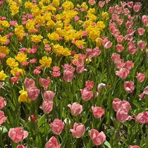 [naitre] mashiroのプロフィール画像