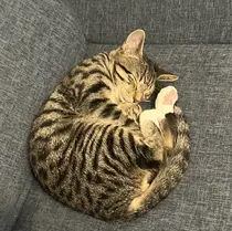 Vonita Mikieのプロフィール画像