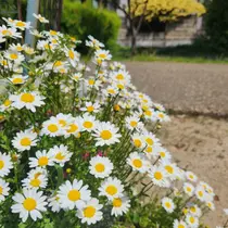 リイロ 横山のプロフィール画像