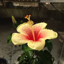 rino aimuのプロフィール画像