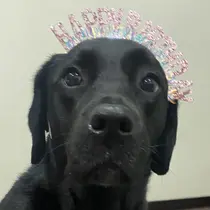 Akazawa Nanaのプロフィール画像