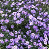 Silhouette _.Kanaのプロフィール画像