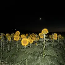 柴田 莉子のプロフィール画像