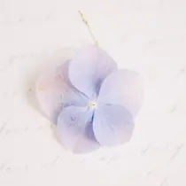 Luana / Megumiのプロフィール画像