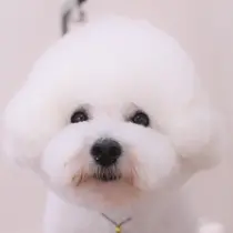 西中 風美花のプロフィール画像