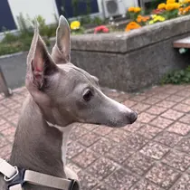 pointillé .ayaのプロフィール画像