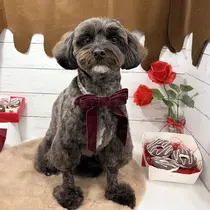 Belle FleuveSAOのプロフィール画像