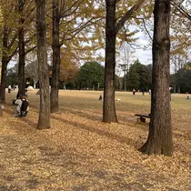 iconail AKARIのプロフィール画像