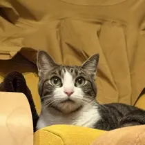 セプトアカデミー りんのプロフィール画像