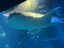 辻村 萌恵のプロフィール画像