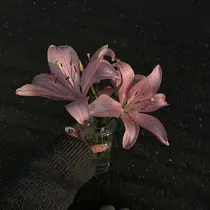 トミオカ ノアのプロフィール画像