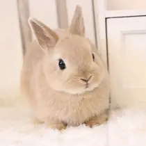 haru .のプロフィール画像