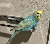 田中 もえのプロフィール画像