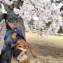 🐕🖤 Kahoのプロフィール画像