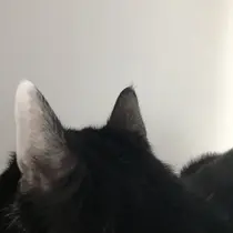 mood nailのプロフィール画像