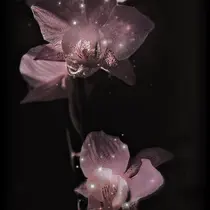 M.wish Satsukiのプロフィール画像