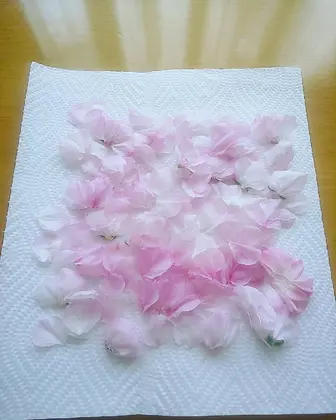 家の庭にある桜の木 散った花びらを綺麗な物だけ集めて押し花に ˊᵕˋ 天然の桜の花で押し花ネイ Nailsalon Almondeye所属 ネイルサロン Almondeyeのネイルデザイン ミニモ
