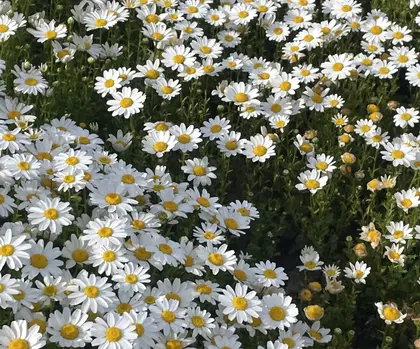 KIREI SHARE byプリンセスローズ静岡駅店