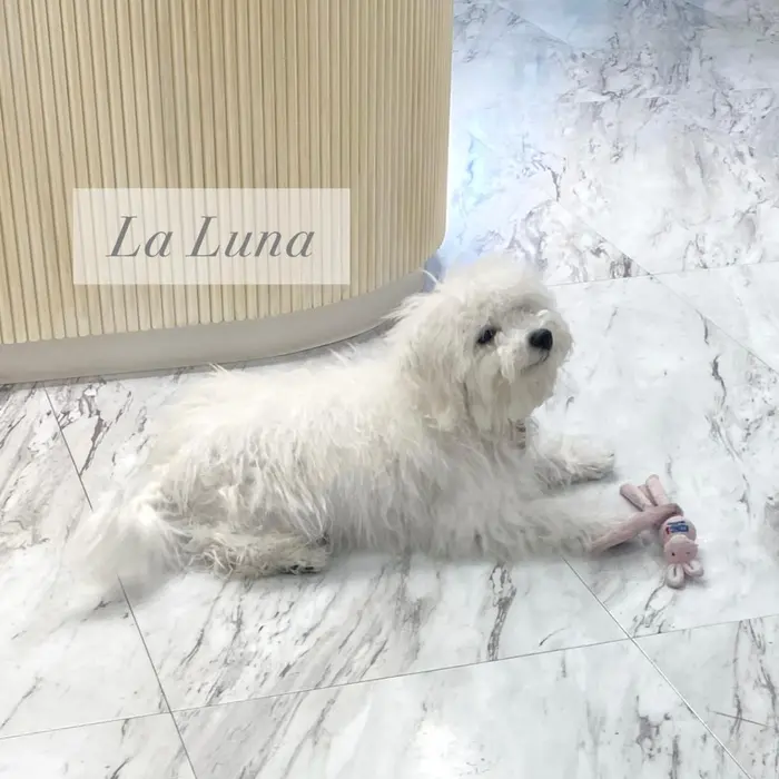 看板犬の わたげです 生後5ヶ月のビションフリーゼ 基本的にはstuff Roomで La Luna所属 美爪専門サロン ｌａｌｕｎａのネイルデザイン ミニモ