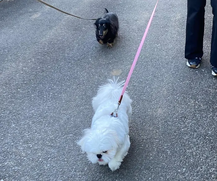 ペキニーズ シーズー ペキシーズー ペキシー 鼻ぺちゃ ミックス犬 犬 Dog いぬすたぐらむ 犬 Dejave Hair Space所属 ナチュラル可愛い ならお任せ富樫萌のヘアカタログ ミニモ ペキニーズ シーズー ペキシーズー ペキシー 鼻ぺちゃ ミックス犬 犬 Dog いぬすたぐらむ 犬 Dejave Hair Space所属 ナチュラル可愛い ならお任せ富樫萌のヘアカタログ ミニモ