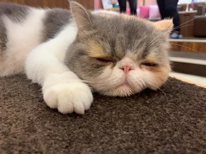 前に行ったネコカフェの人気no 1の猫ちゃんですっ ふにゃっとしたお顔に沢山癒されま Ivy Villa所属 似合わせカラー透明感 艶髪各線駅近のヘアカタログ ミニモ