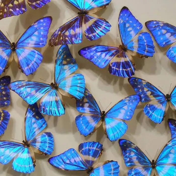 Aube Hair Nia 御茶ノ水店の美容室 美容院 スタッフ情報 韓国風艶々ヘア Shi ミニモ