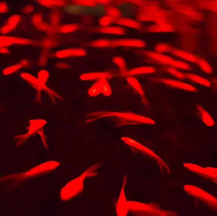 カプリヘアーデザインの美容室 美容院 スタッフ情報 吉田 寛治 ミニモ